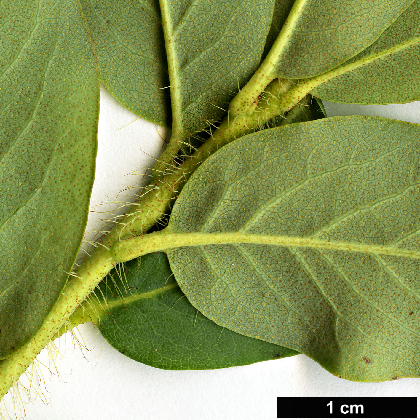 High resolution image: Family: Ericaceae - Genus: Rhododendron - Taxon: viridescens High resolution image: Family: Ericaceae - Genus: Rhododendron - Taxon: viridescens